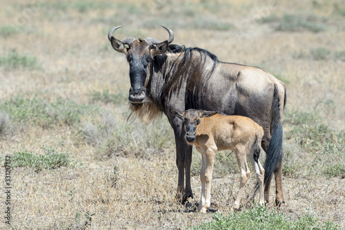 Fototapeta Naklejka Na Ścianę i Meble -  Blue Wildebeest (Connochaetes taurinus) mother with calf standing together on savanna, Ngorongoro conservation area, Tanzania.