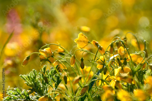 Yellow wildflowers on a blurry background of a blooming field. Buttercups flowers in a forest glade. Spring background with copy space. Yellow flowers. Floral background photo