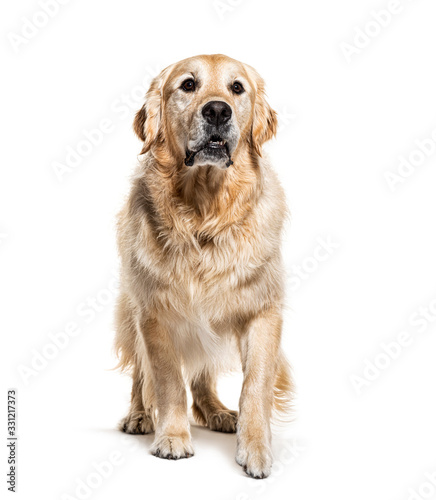 Golden Retriever coming, isolated on white