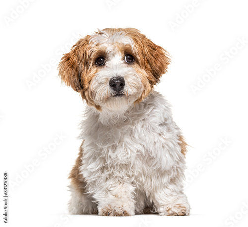 Fototapeta Naklejka Na Ścianę i Meble -  Puppy Havanese dog sitting, 5 months old, isolated on white