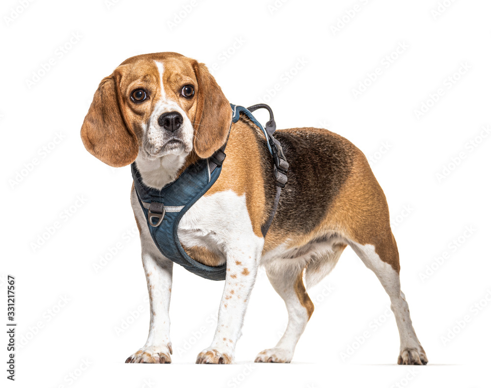 Beagle with a harness, isolated on white