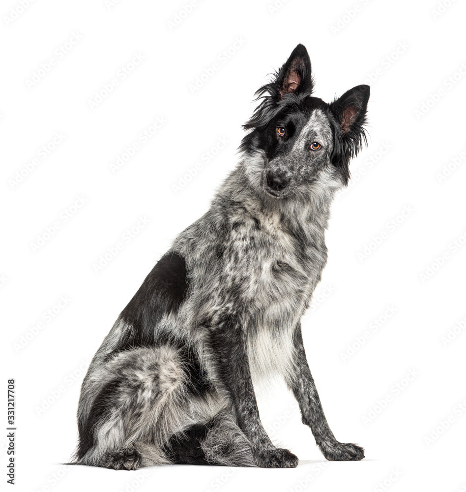 Black and white crossbreed dog, Border Collie and Malinois dog Black and white crossbreed dog, Border Collie and Malinois dog