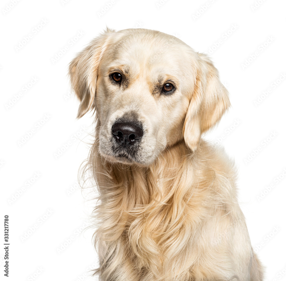 Headshot of a Golden Retriever, isolated on white