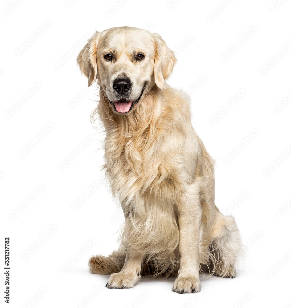 Panting Golden Retriever, isolated on white