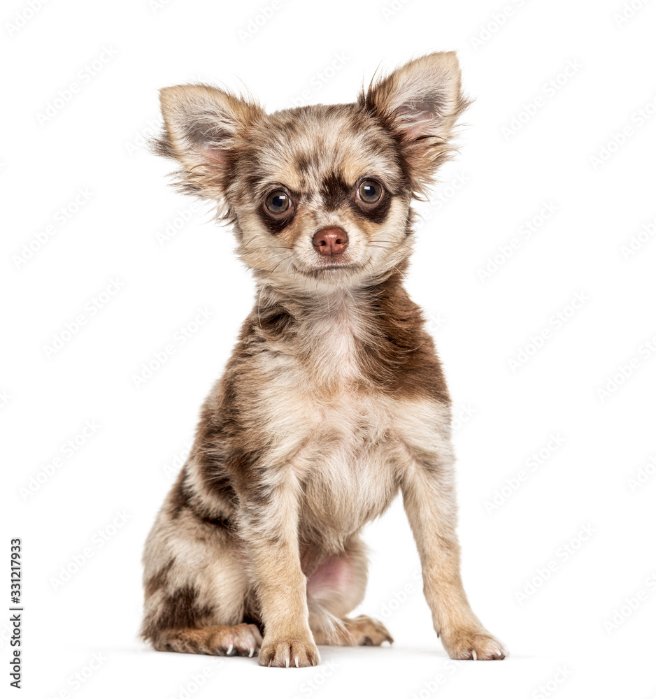 Sitting Chihuahua looking at the camera, isolated on white Sitting Chihuahua looking at the camera, isolated on white
