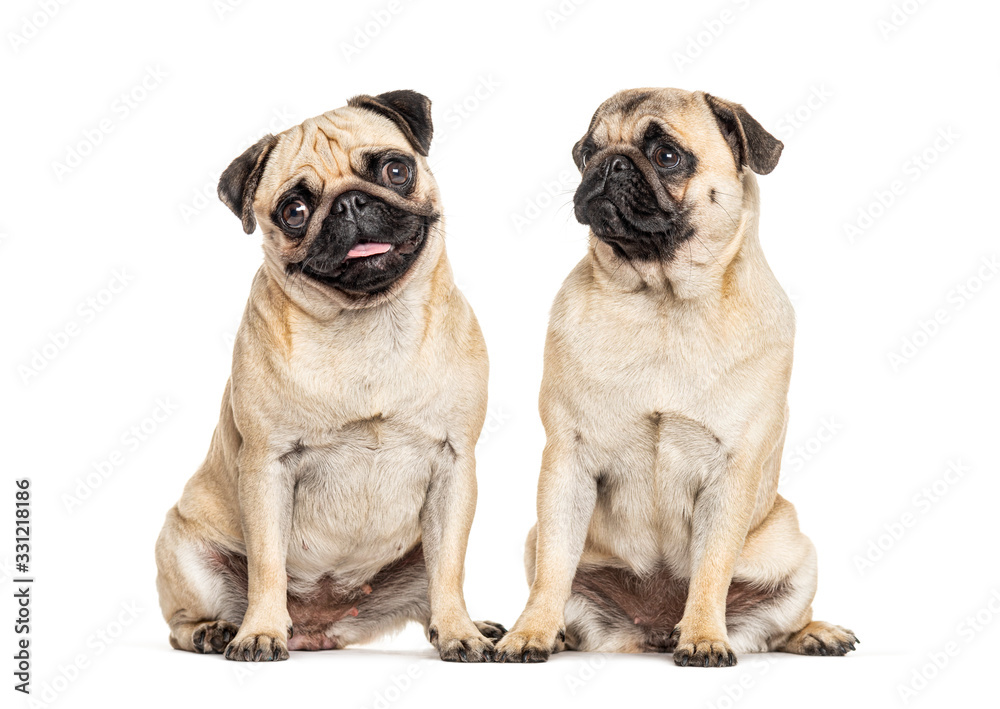 Two Pugs sitting together, dog, isolated on white