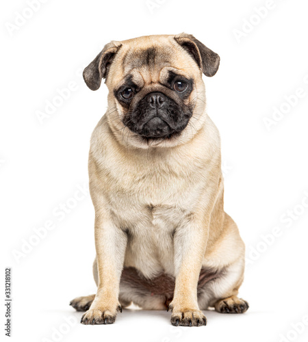 Sitting Pug  isolated on white