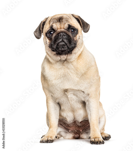 Fotografia Sitting Pug, isolated on white