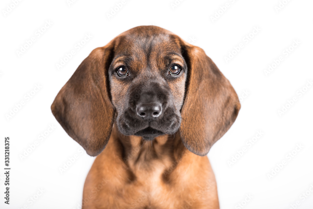 Cute little brown puppy teckel with big ears. In studio with white background. 