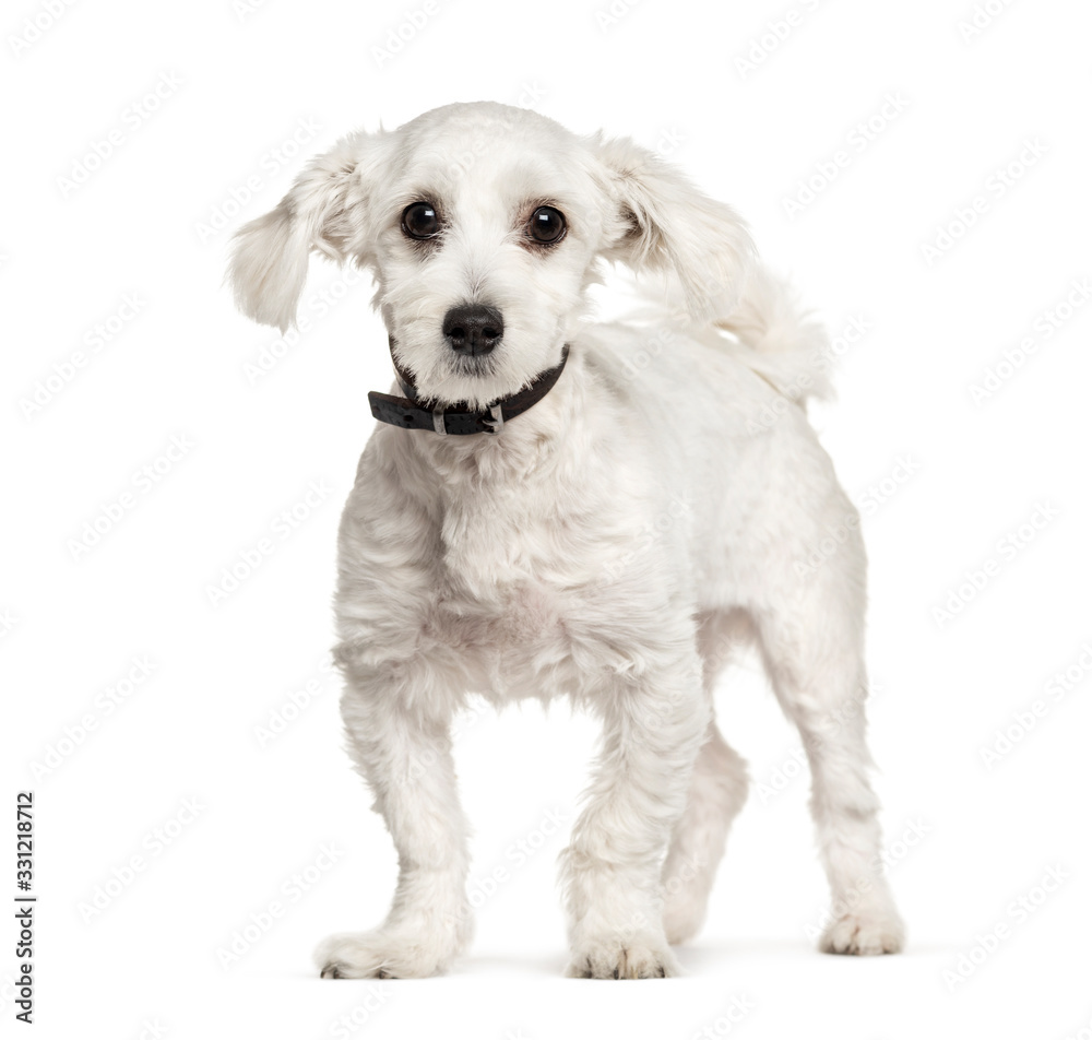 Maltese dog, isolated on white Maltese dog, isolated on white