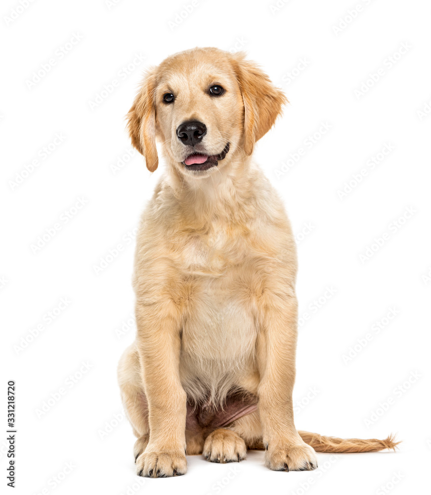 Puppy golden retriever 3 months old, isolated on white