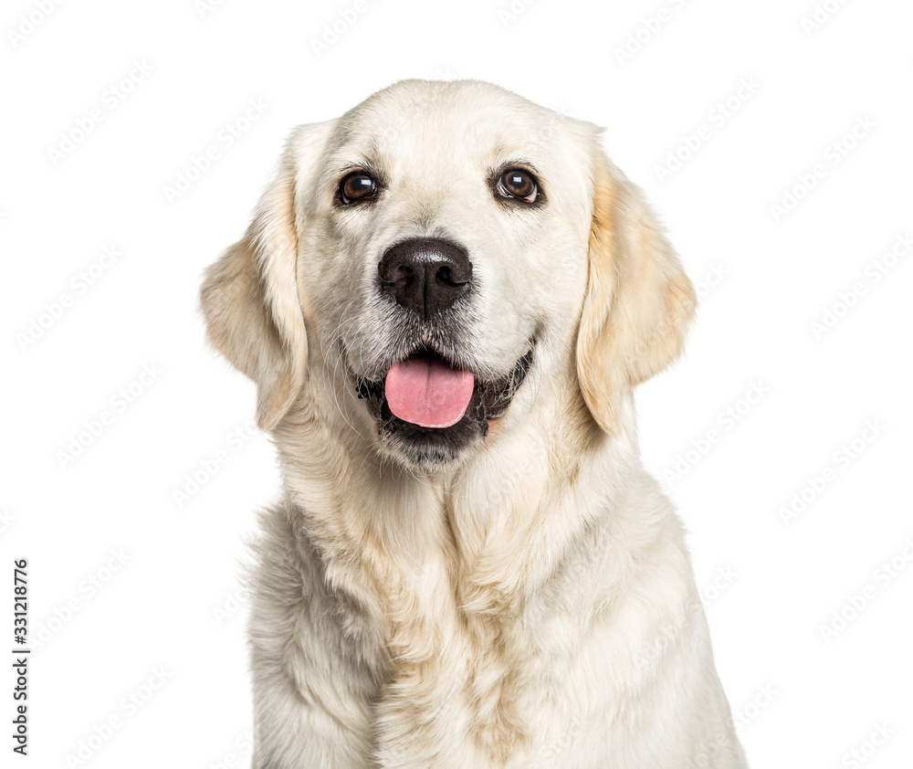 Headshot of a Panting Golden Retriever, isolated on white