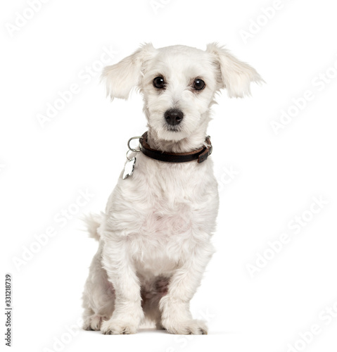 Sitting Maltese dog, isolated on white
