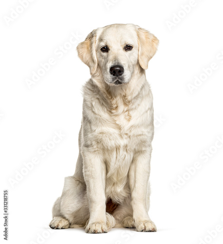 Golden Retriever, isolated on white, dog
