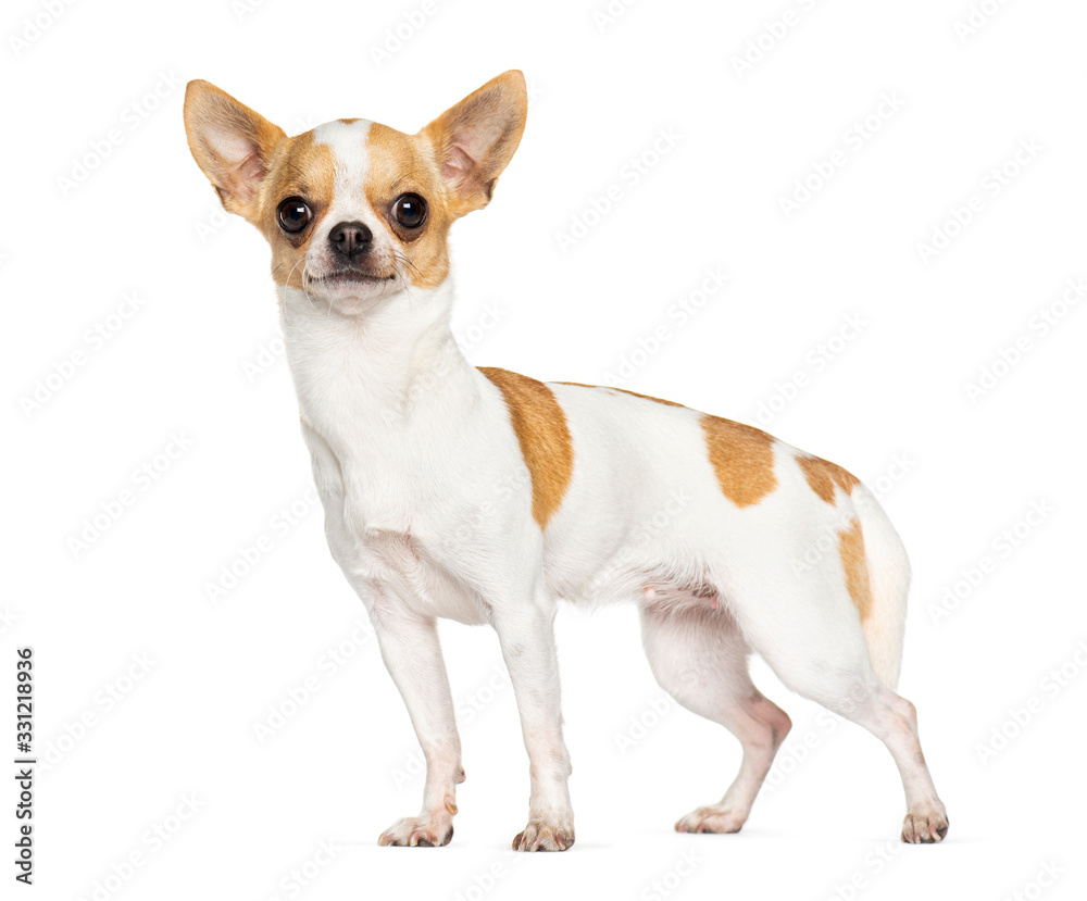Standing Chihuahua, isolated on white