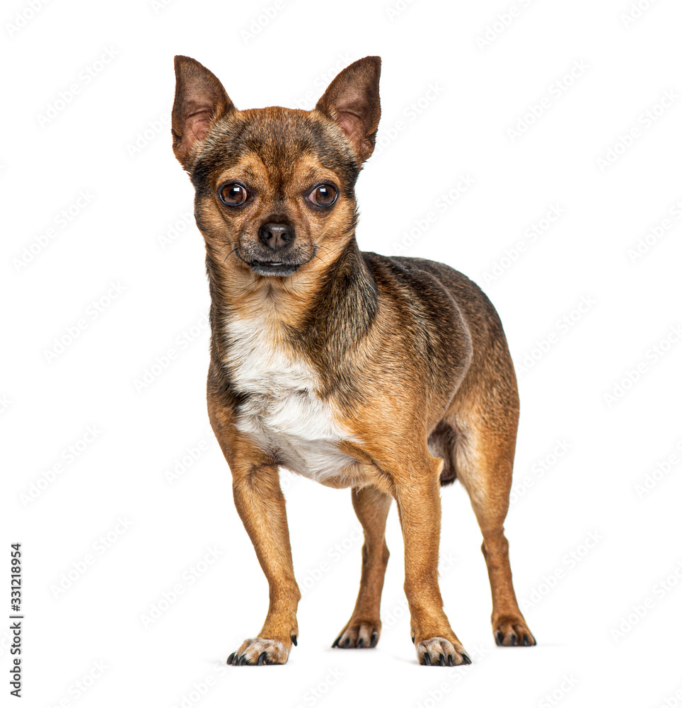 Standing Chihuahua, isolated on white Standing Chihuahua, isolated on white