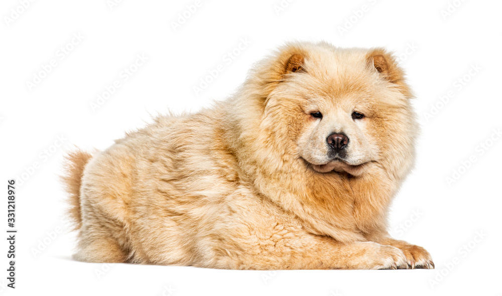 Chow Chow, isolated on white