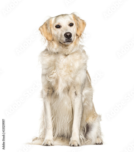 Sitting Golden Retriever dog, isolated on white