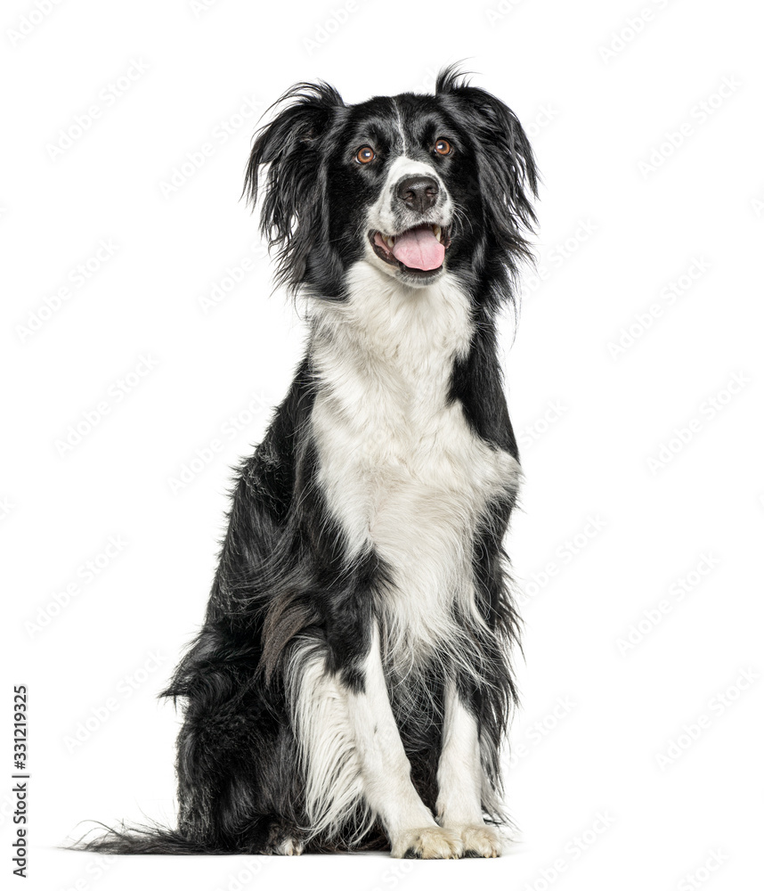 Happy black and white Crossbreed dog panting, isolated on white