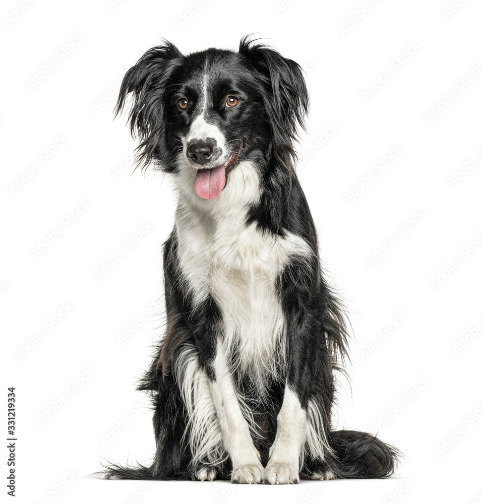 Happy black and white Crossbreed dog panting, isolated on white