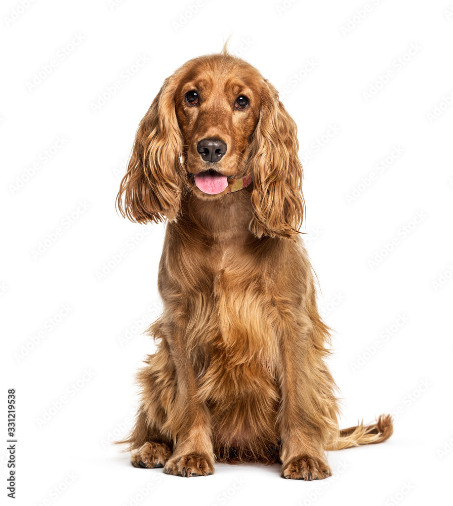 Panting English cocker spaniel sitting, isolated on white