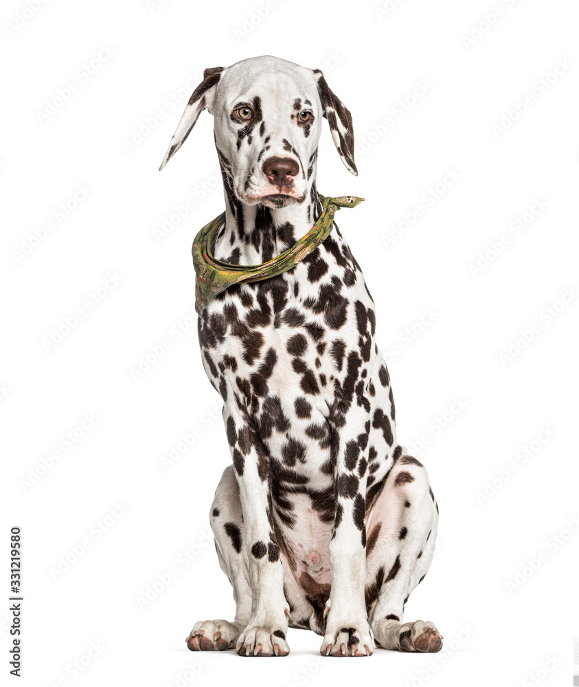 Brown and white Dalmatian sitting, isolated on white