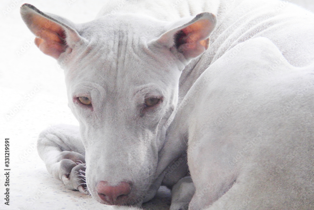 Portrait of white stray dog Portrait of white stray dog
