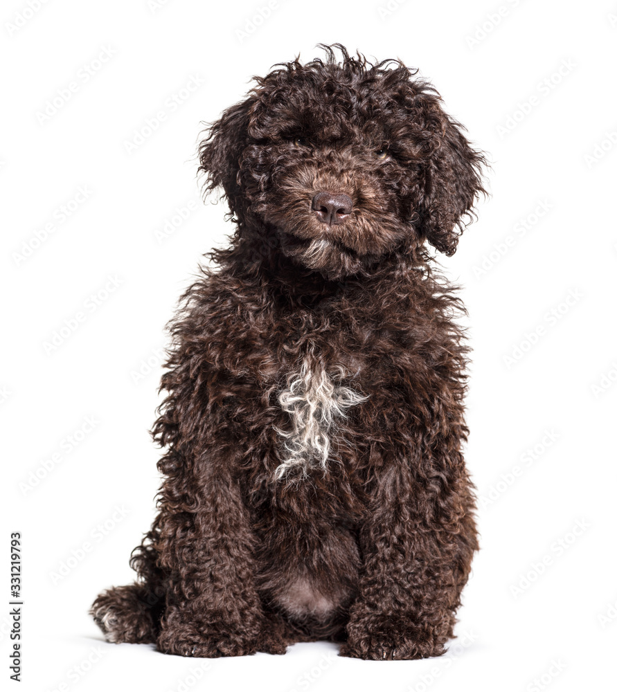 Brown sitting Spanish Water Dog, isolated on white