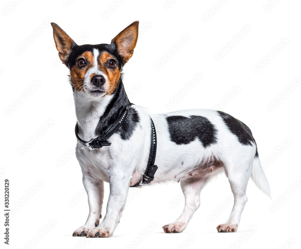 Side view of a Jack Russell Terrier wearing an harness, isolated