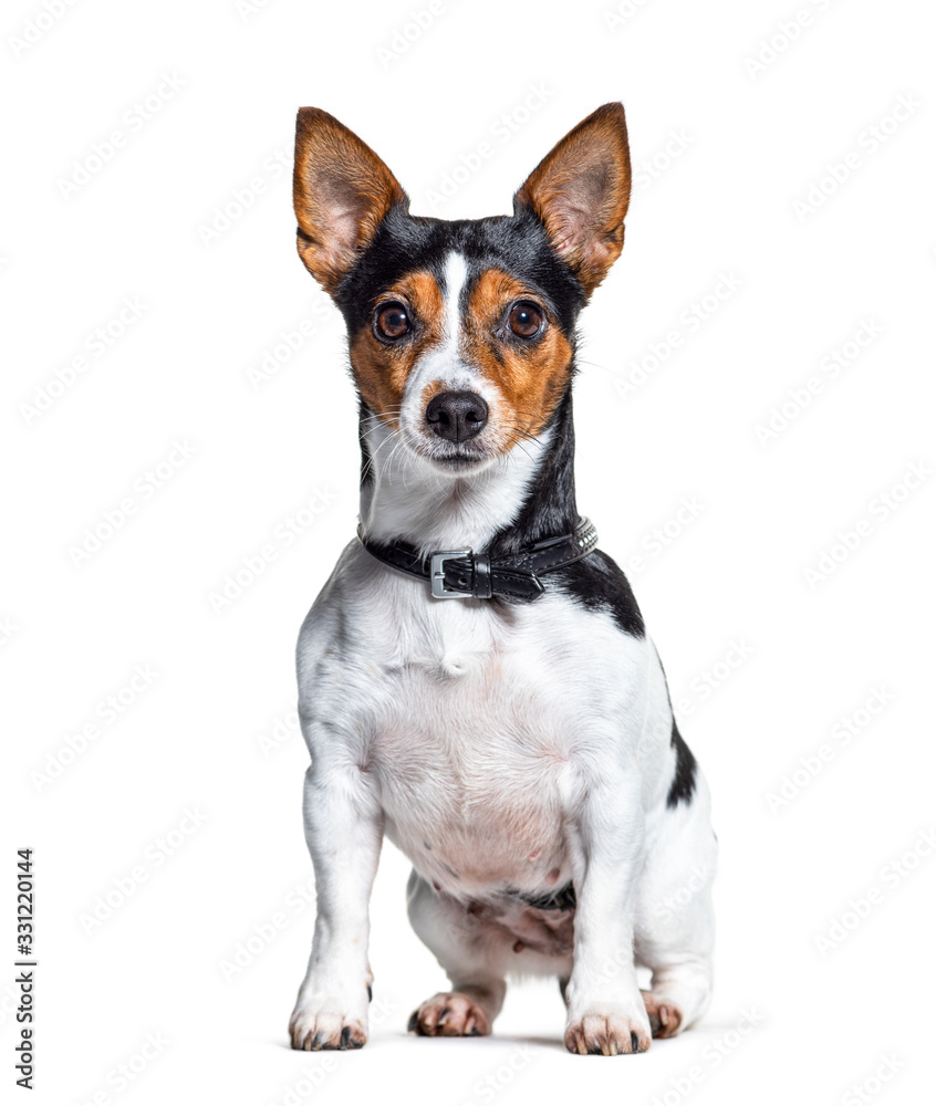 Sitting Jack Russell Terrier dog wearing a collar, isolated Sitting Jack Russell Terrier dog wearing a collar, isolated