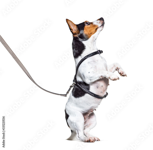 Learning process with a Jack Russell Terrier on hind legs © Eric Isselée