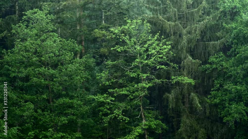 Fresh heavy raining in spring European forest