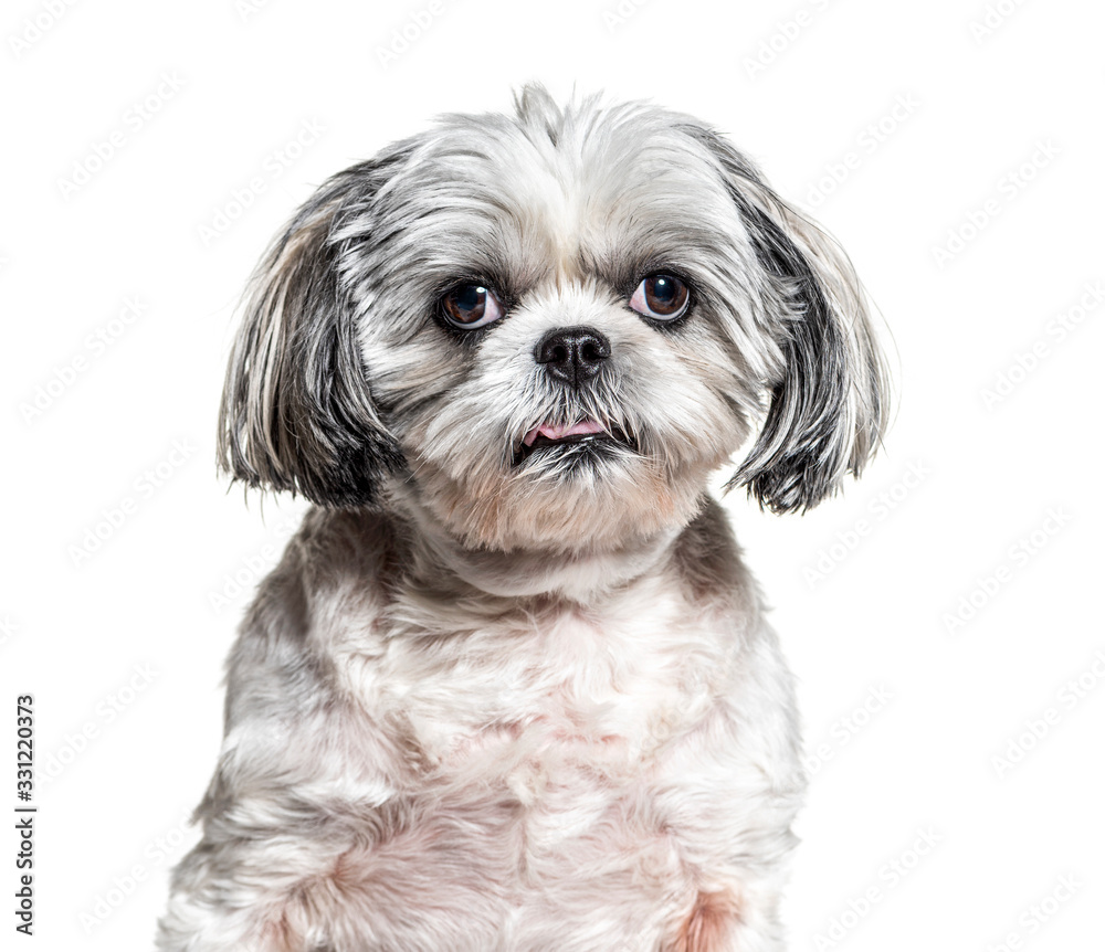 Headshot of a Shih Tzu, isolated on white Headshot of a Shih Tzu, isolated on white