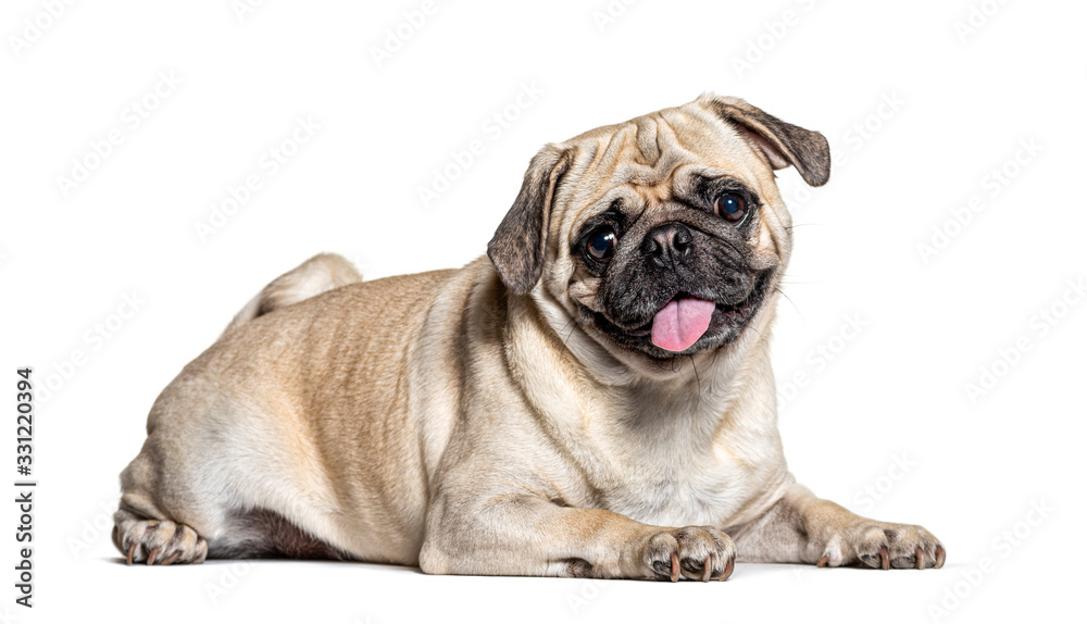 Panting lazy Pug lying down, isolated on white