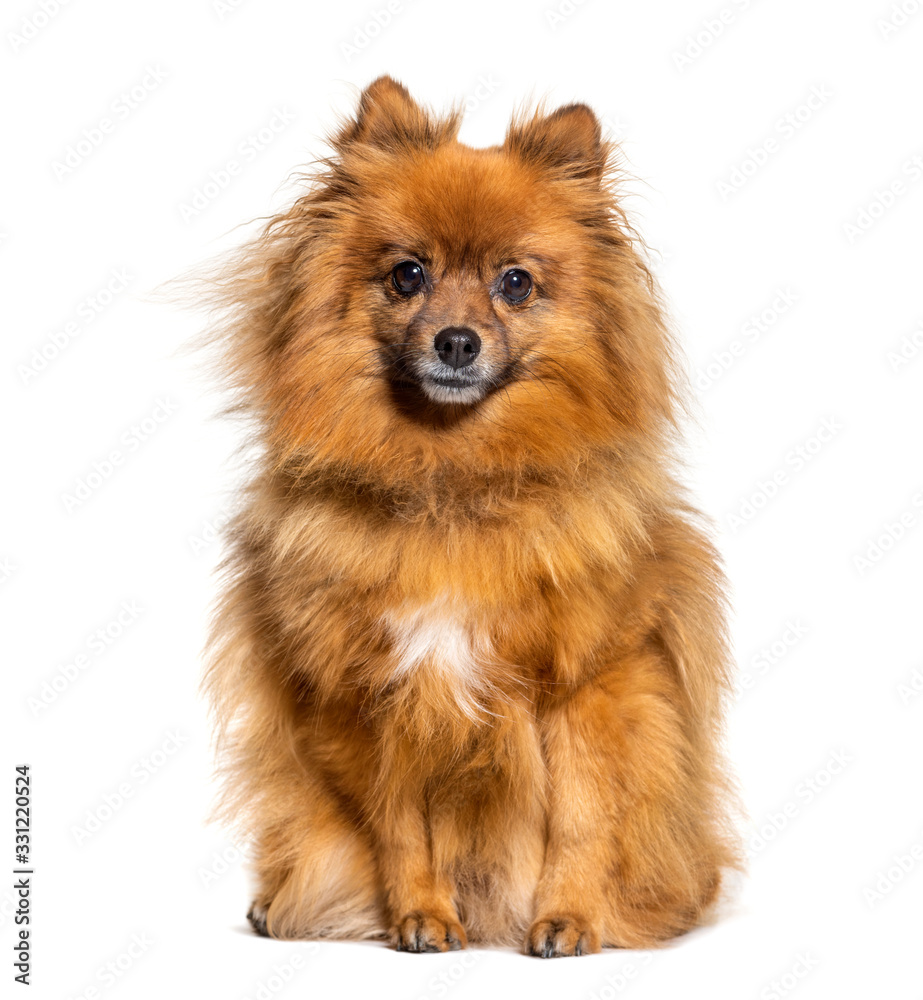 Sitting Keeshond looking at the camera, isolated on white Sitting Keeshond looking at the camera, isolated on white