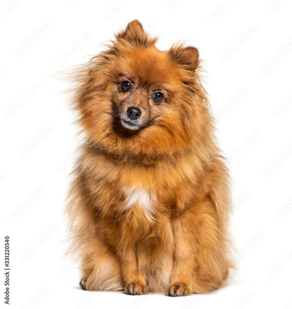 Sitting Keeshond looking at the camera, isolated on white Sitting Keeshond looking at the camera, isolated on white