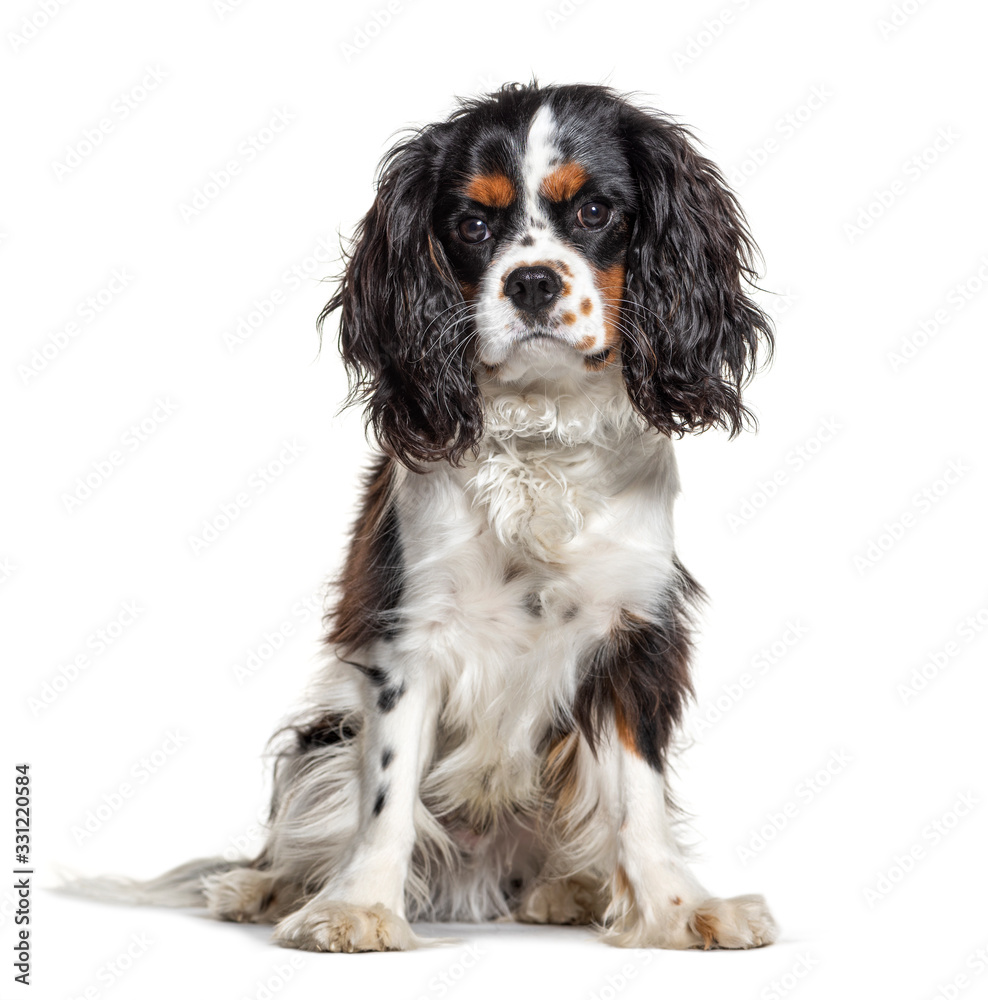 Sitting Cavalier King Charles, isolated on white Sitting Cavalier King Charles, isolated on white