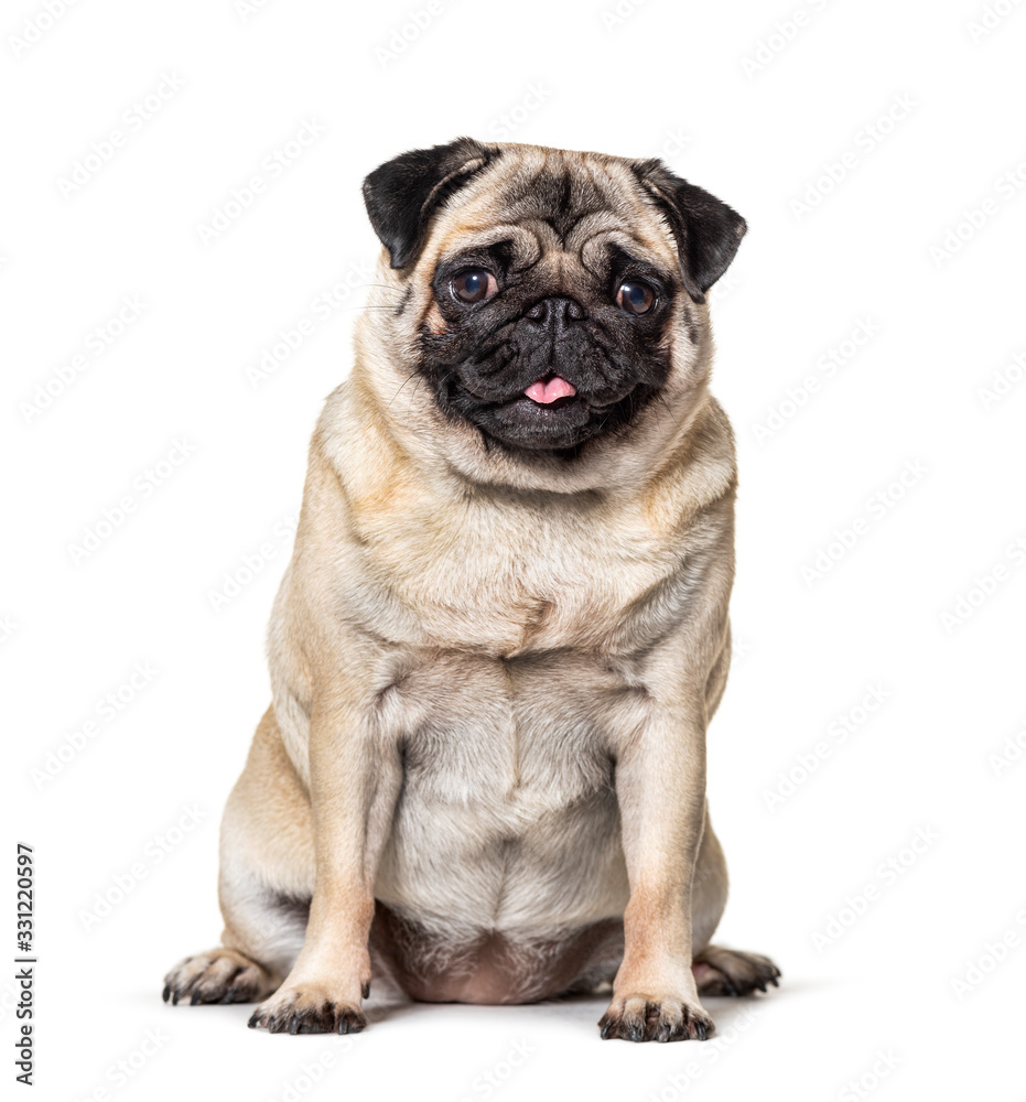 Pug sitting, tongue out , isolated on white