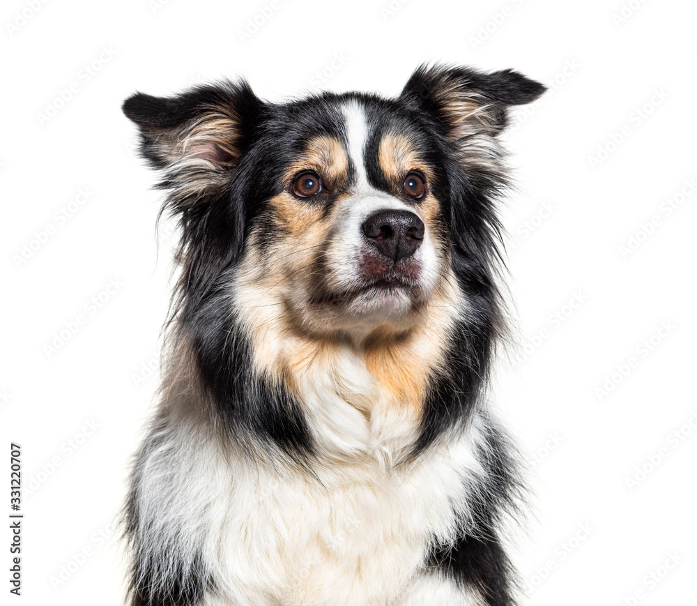Headshot of a Border Collie, isolated on white