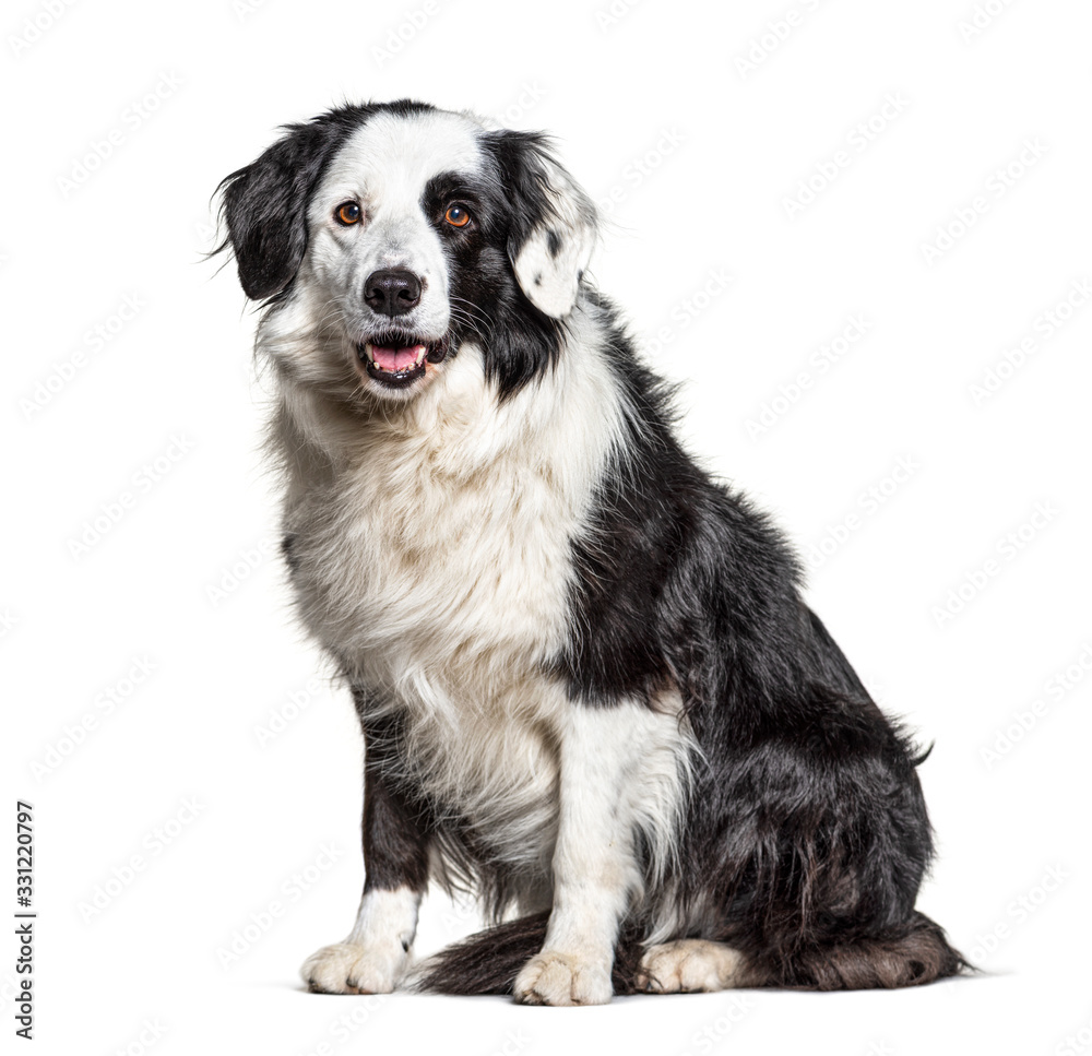 black and white Border Collie sit, isolated on white black and white Border Collie sit, isolated on white