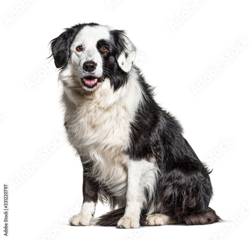 black and white Border Collie sit, isolated on white