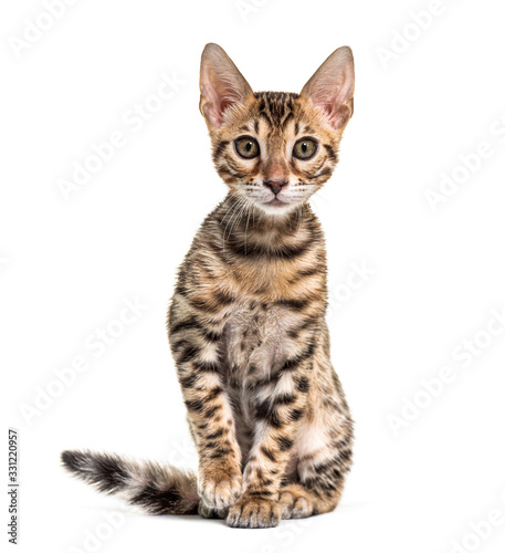 Young Bengal cat staring, isolated on white