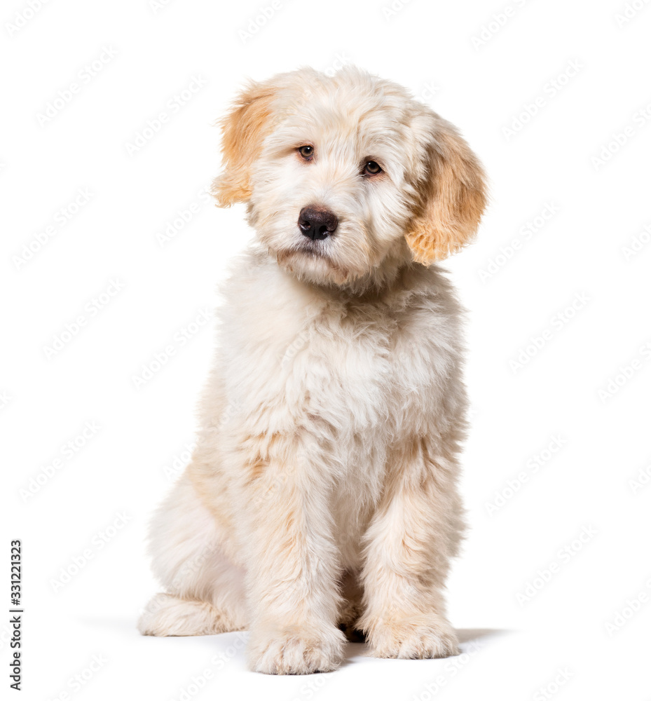 Sitting Puppy Barbado da Terceira, isolated on white Sitting Puppy Barbado da Terceira, isolated on white
