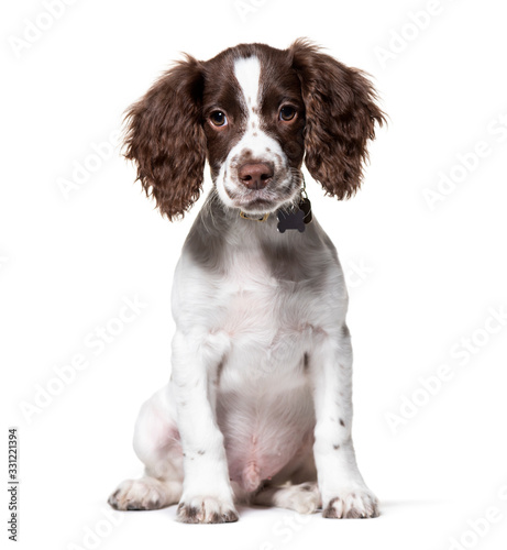Canvas Print Young English Springer Spaniel, isolated on white