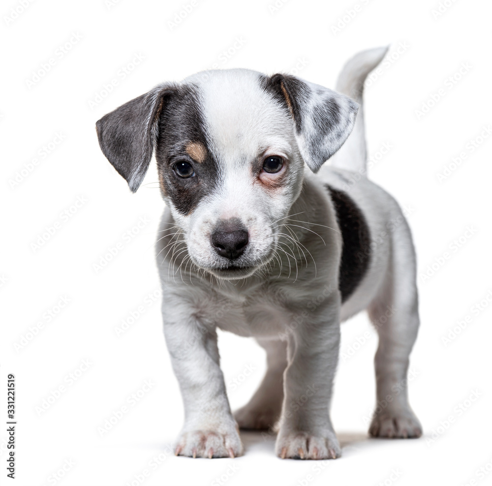 Standing Puppy Jack Russel Terrier, isolated on white