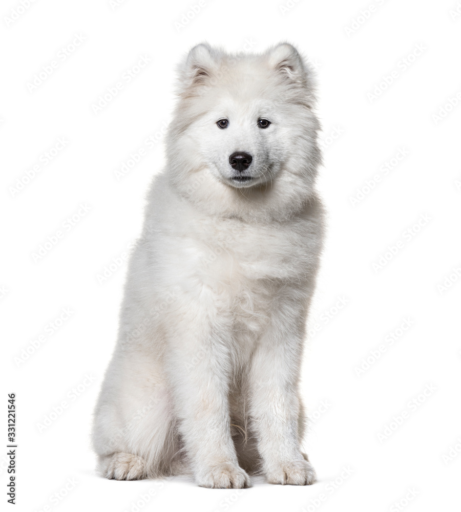 Sitting white Samoyed dog, isolated on white Sitting white Samoyed dog, isolated on white