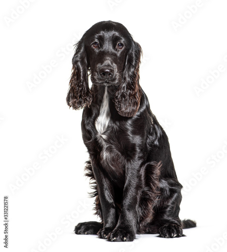 Black and white English Cocker Spaniel, isolated on white © Eric Isselée