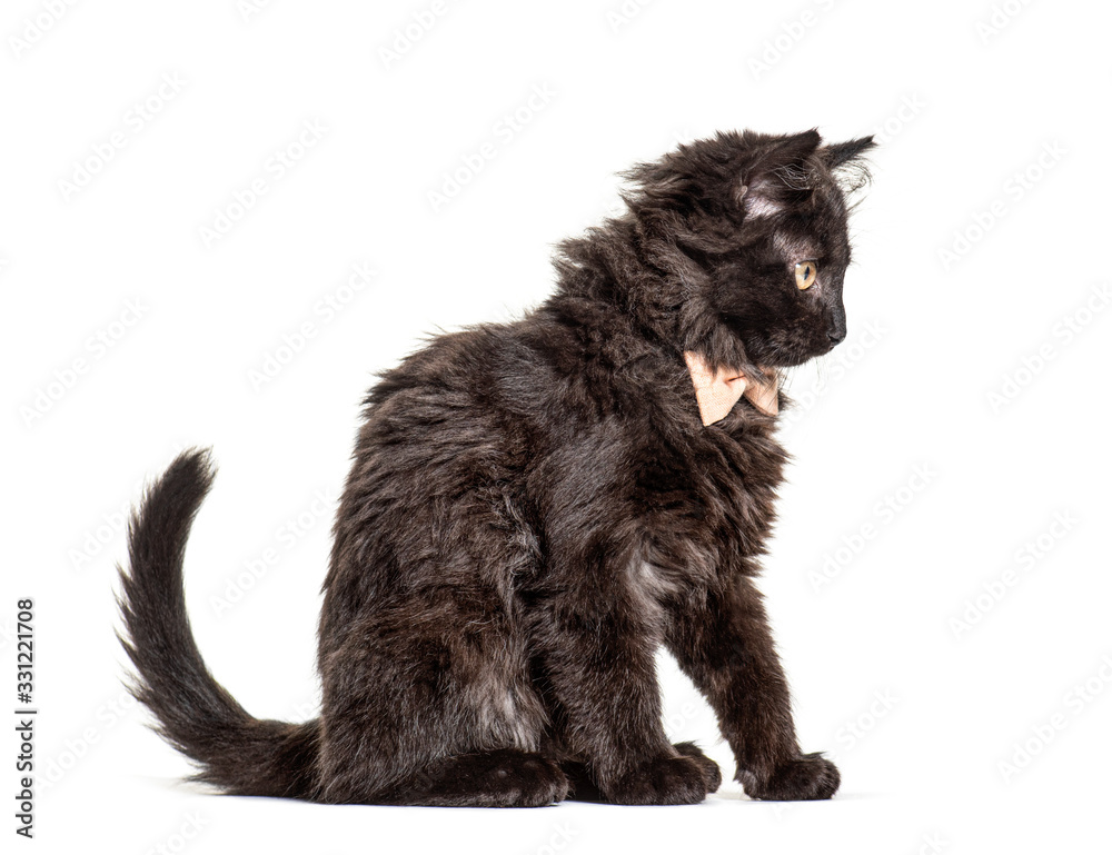 Black Kitten Crossbreed cat wearing a bow tie, isolated on white Black Kitten Crossbreed cat wearing a bow tie, isolated on white