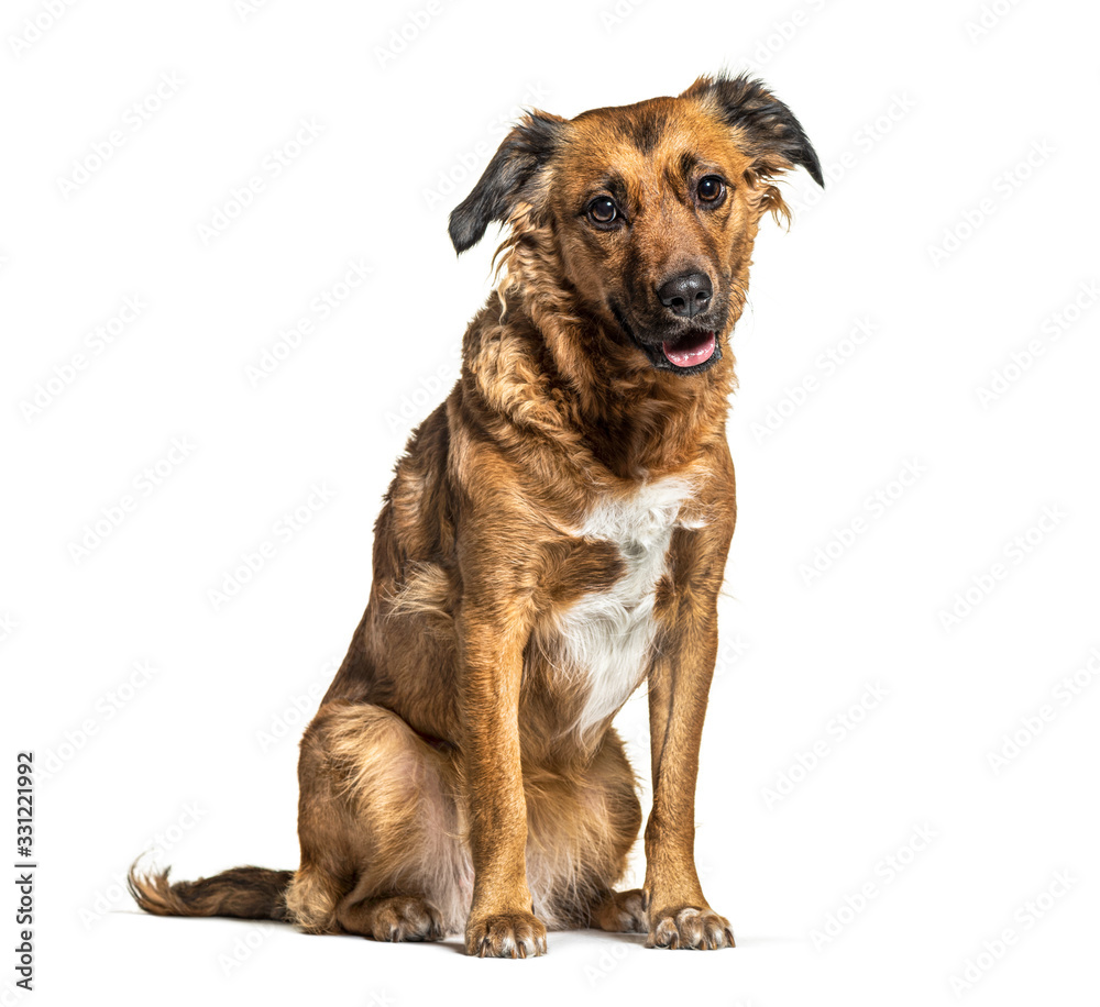 Sitting Crossbreed dog, isolated on white Sitting Crossbreed dog, isolated on white