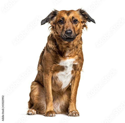 Fototapeta Naklejka Na Ścianę i Meble -  Sitting Crossbreed dog, isolated on white